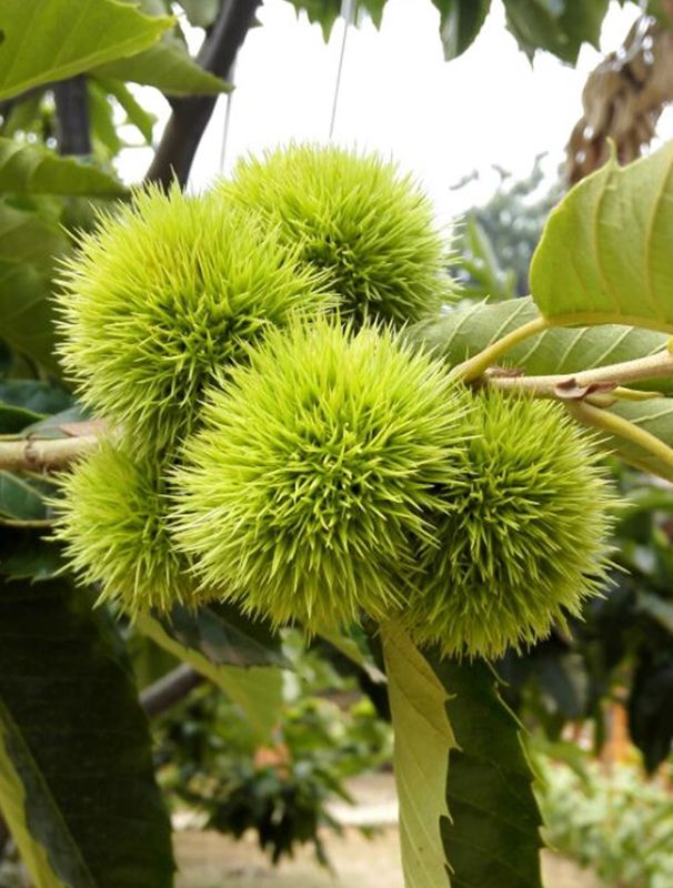 Fresh chestnuts still on the tree in spiky burrs